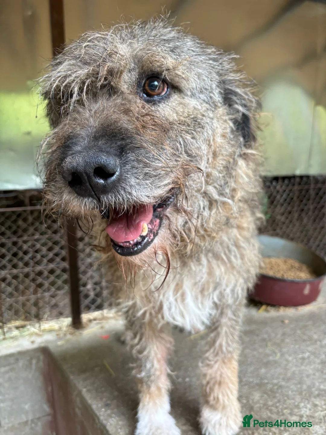 Mixed Breed dogs for adoption: 10 year old Fionn needs a retirement home  - Advert 1