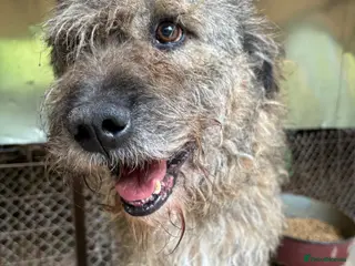 Mixed Breed dogs 10 year old Fionn needs a retirement home - Advert 18