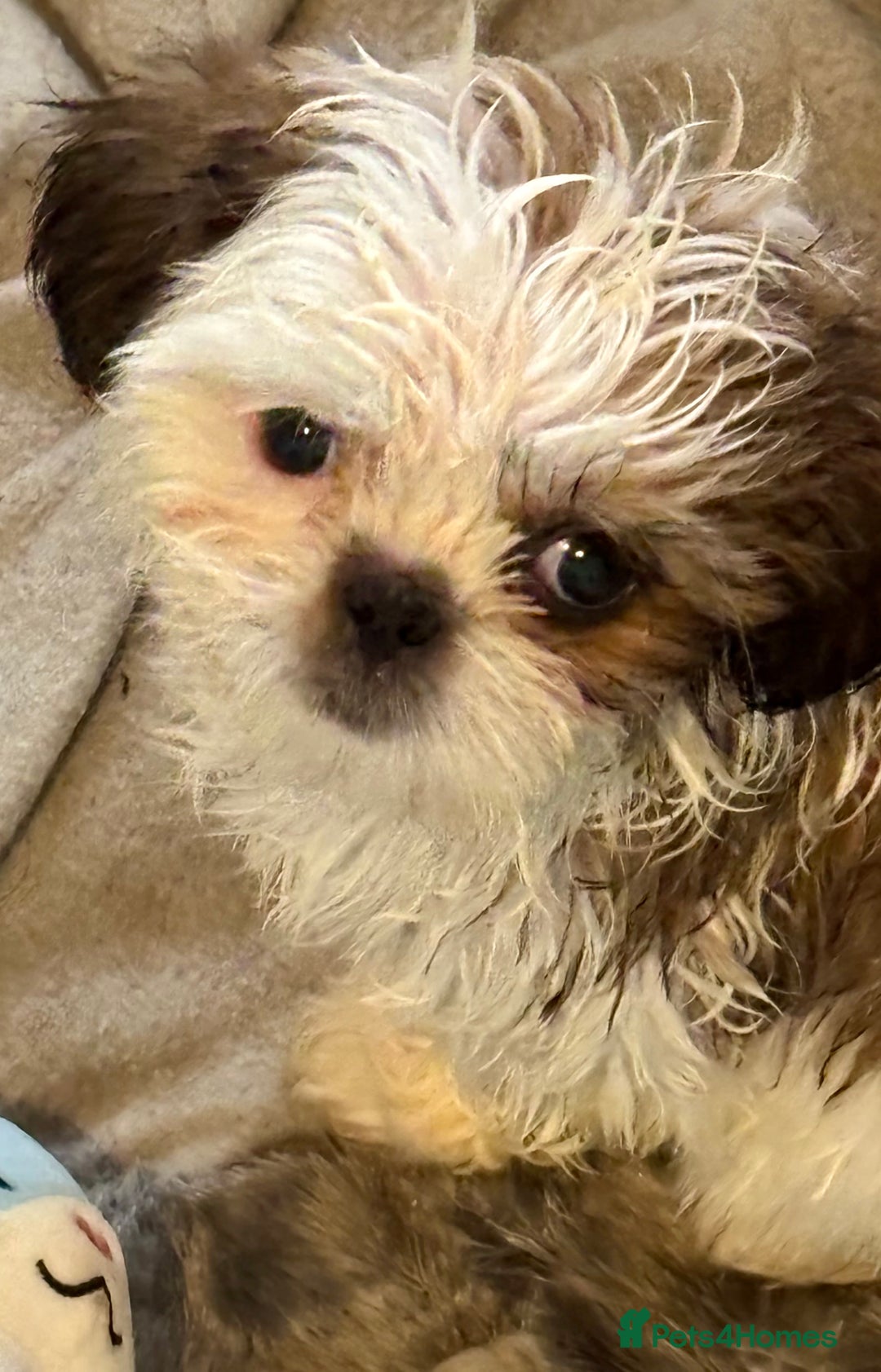 Shih Tzu dogs for sale: Three gorgeous shihtzu puppies  - Image 5