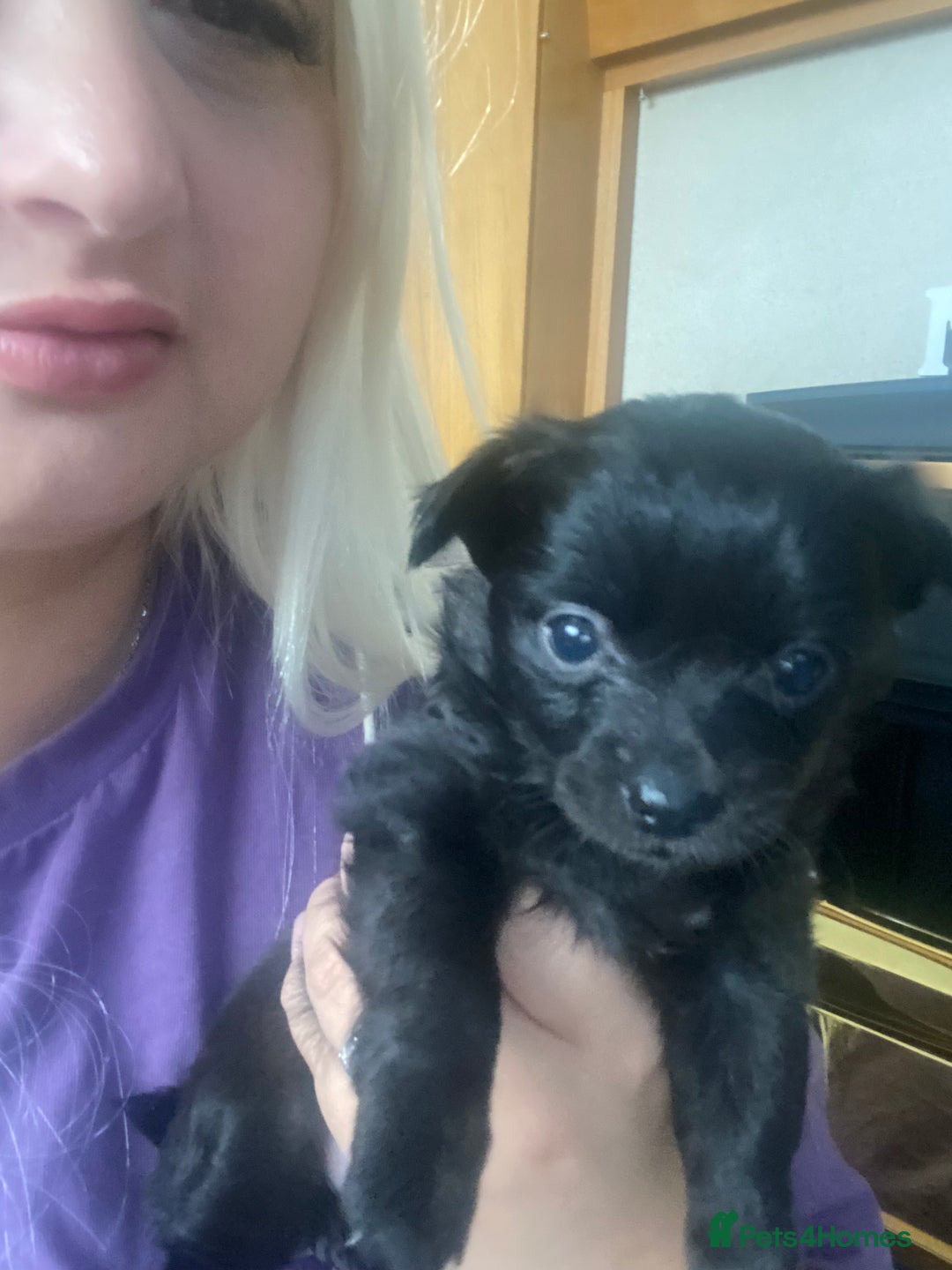 Chihuahua dogs for sale: Chihuahua puppies in Manchester - Image 6
