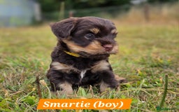 Yorkshire Terrier dogs for sale: Chocolate Yorkshire Terrier  - Image 4