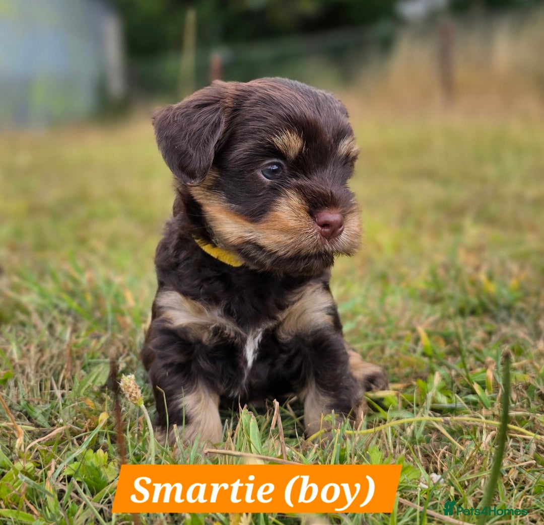 Yorkshire Terrier dogs for sale: Chocolate Yorkshire Terrier  - Image 4
