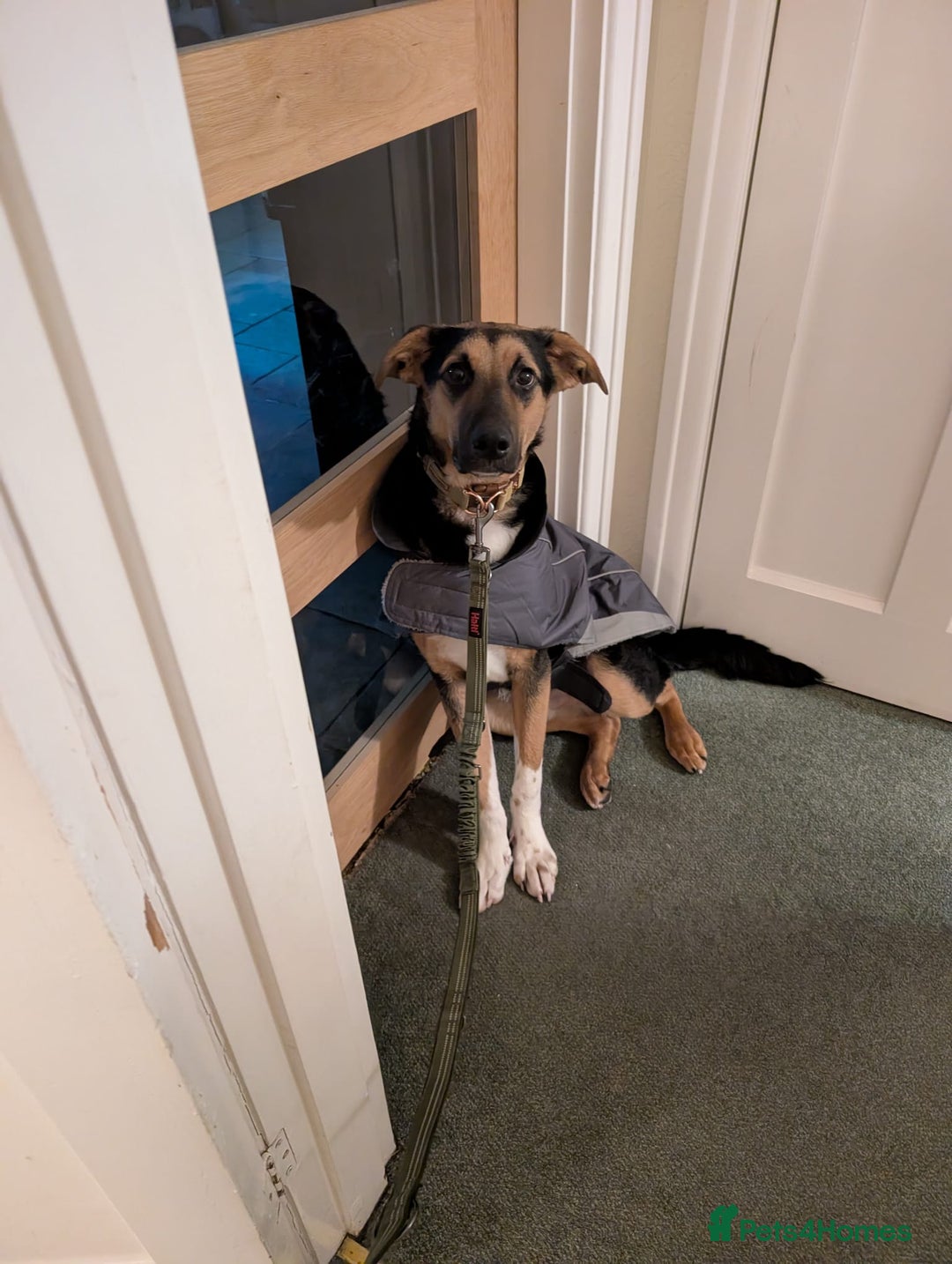 Mixed Breed dogs for adoption: 💙🐶 BRUNO -The Big, Loving Pup: FOSTER or ADOPT - Advert 11