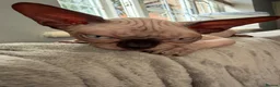 Sphynx cats for sale: Outstanding Sphynx Boy  - Advert 3