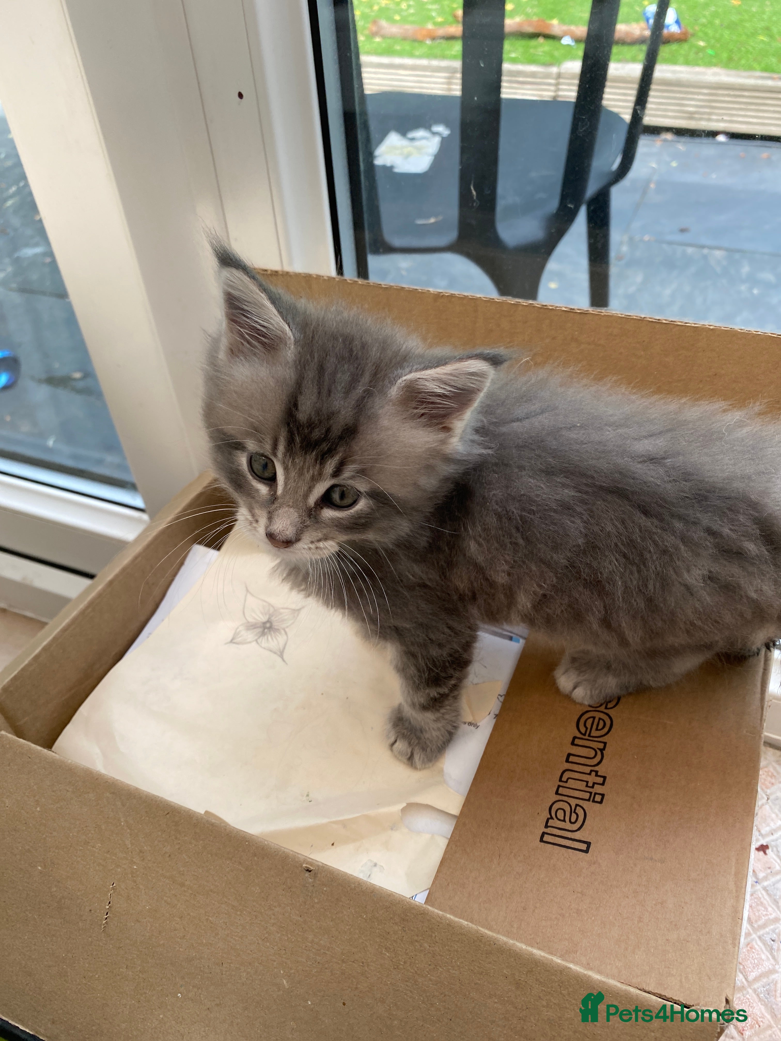 Maine Coon cats for sale: Stunning litter of 3 Maine Coon Female Kittens  - Advert 3