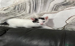 Domestic Shorthair cats for sale: Luna, Snow, Minx & Oreo - 10 Weeks old - Image 4