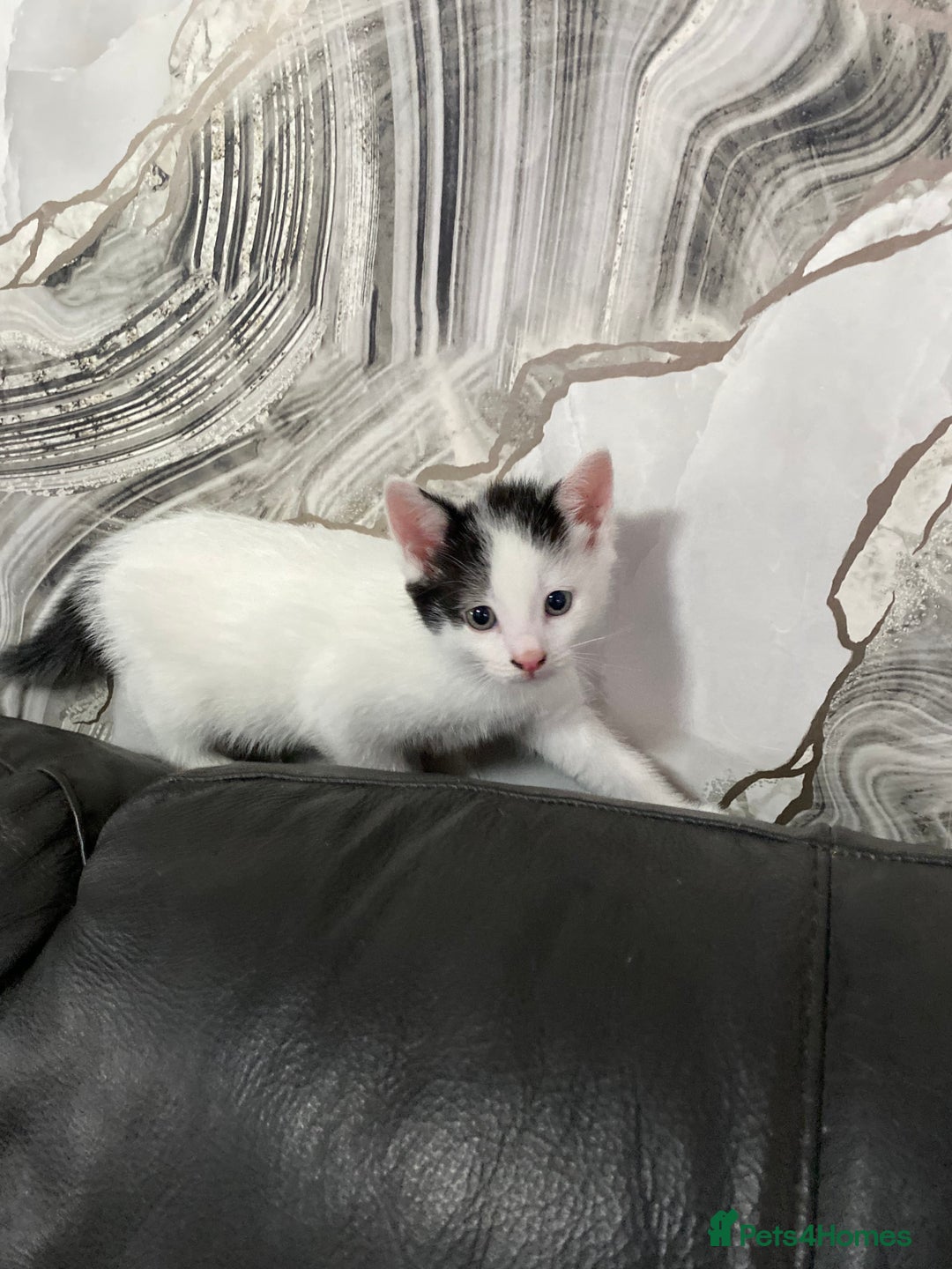 Domestic Shorthair cats for sale: Luna, Snow, Minx & Oreo - 10 Weeks old - Image 4