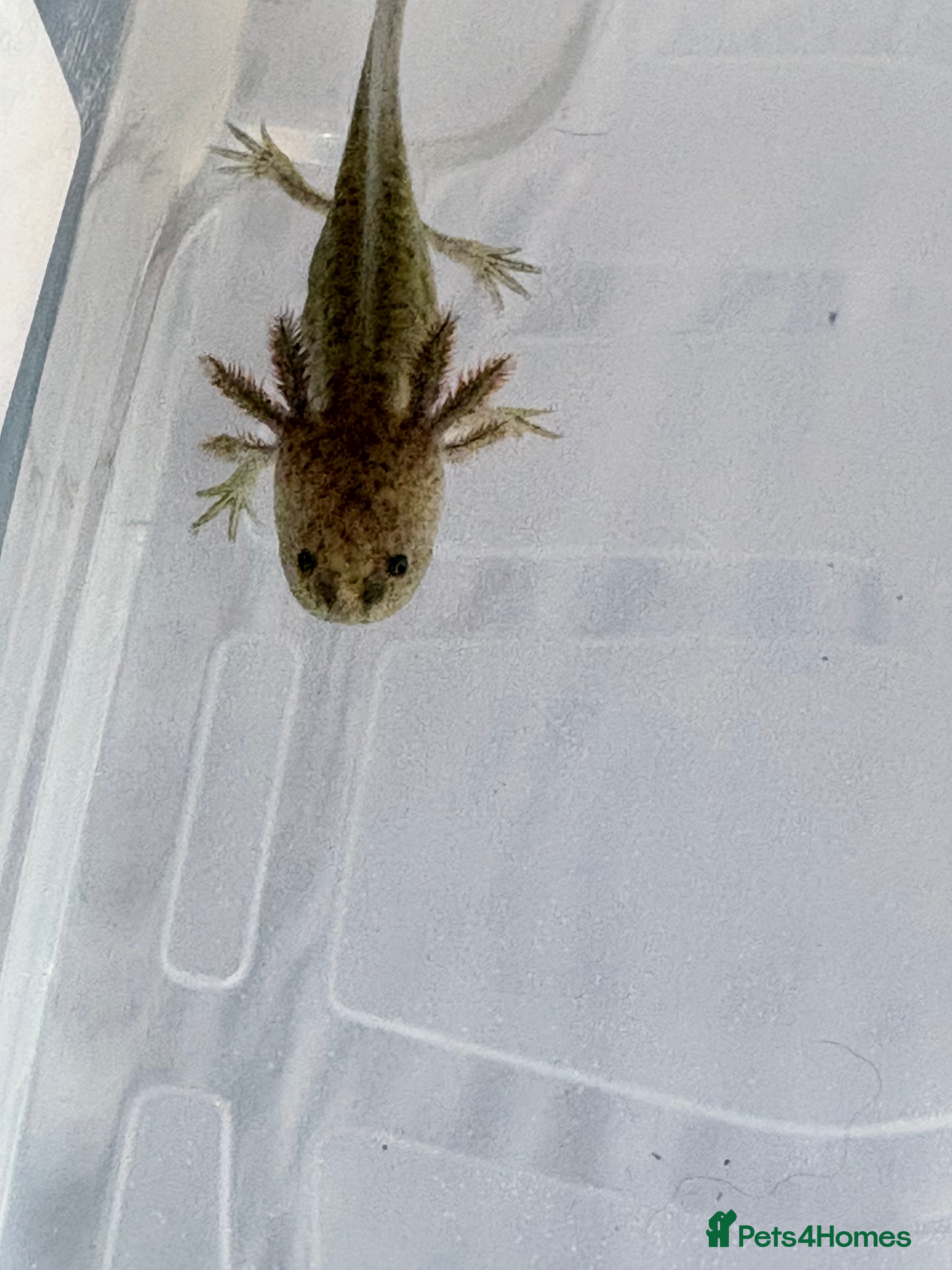 Axolotl reptiles Juvenile axolotl  - Advert 2