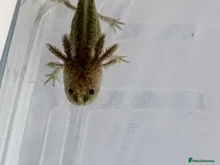 Axolotl reptiles Juvenile axolotl - Advert 2