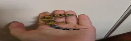 Leopard Gecko reptiles for sale: Baby leopard geckos - Advert 28