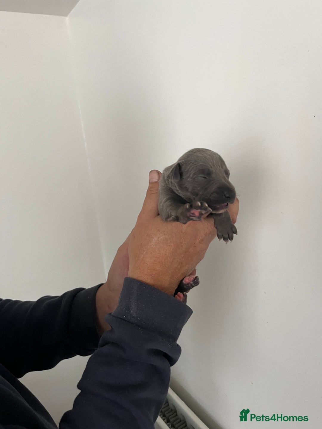 Whippet dogs for sale: KC registered Whippet pups - Image 19