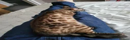 Bengal cats for sale: Bengal - Advert 2