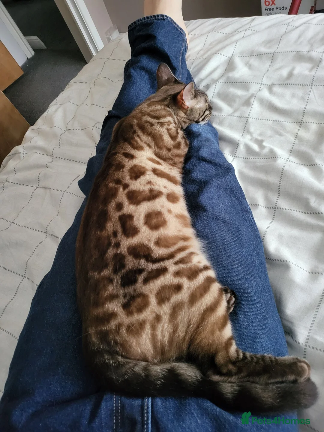 Bengal cats for sale: Bengal - Advert 2