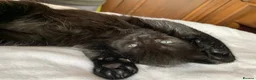 Turkish Angora cats for sale: Dark chocolate Female Long haired Turkish Angora - Advert 7