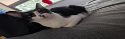 Mixed Breed cats for sale:  kittens for sale  in Newbury - Advert 1