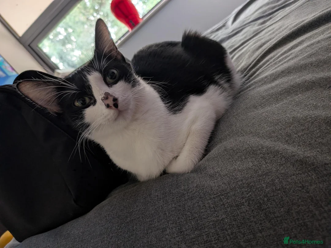 Mixed Breed cats for sale:  kittens for sale  in Newbury - Advert 1