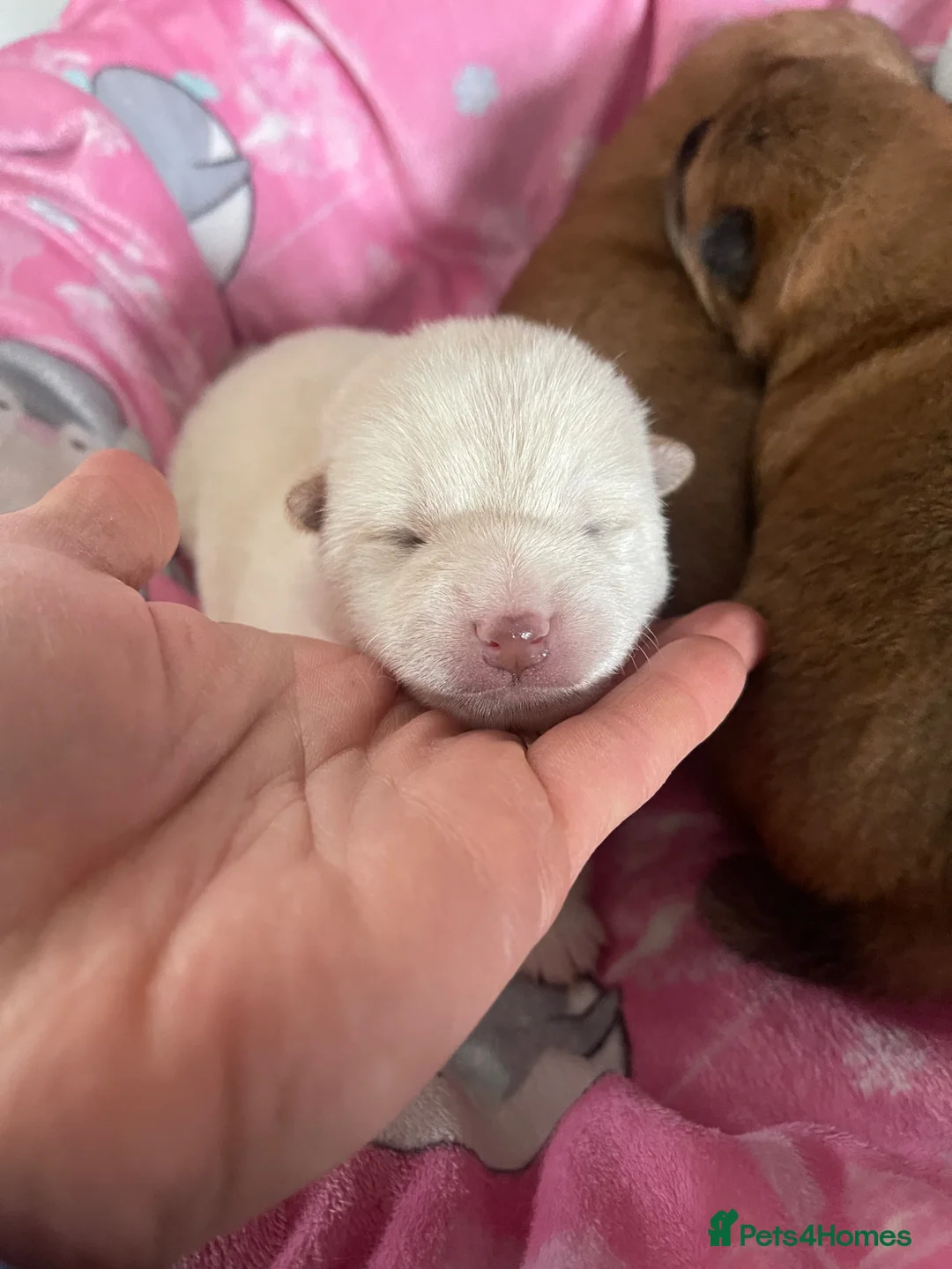Japanese Shiba Inu dogs for sale: KC registered Japanese Shiba Inu puppies - Advert 2
