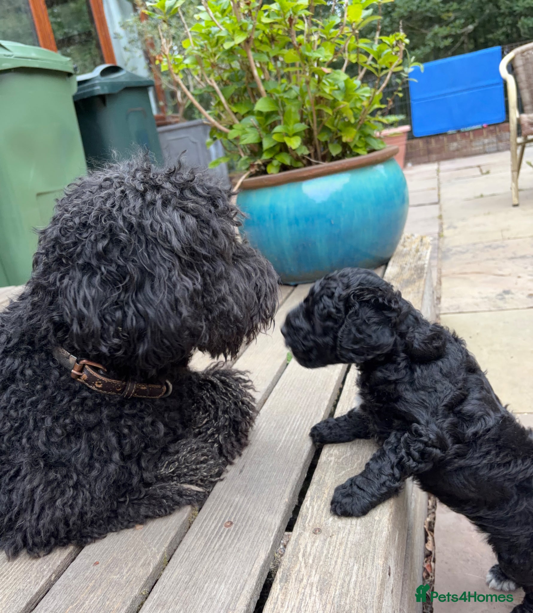 Double Doodle dogs AUSTRALIAN LABRADOODLE - LAST GIRL AVAILABLE - Advert 2