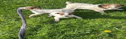 Jack Russell dogs for sale: Pure Bred Jack Russell Puppies - Advert 11