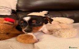 Jack Russell dogs for sale: Adorable Miniature  Jack Russell Pups For Sale - Advert 3