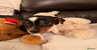 Jack Russell dogs Adorable Miniature  Jack Russell Pups For Sale - Advert 6