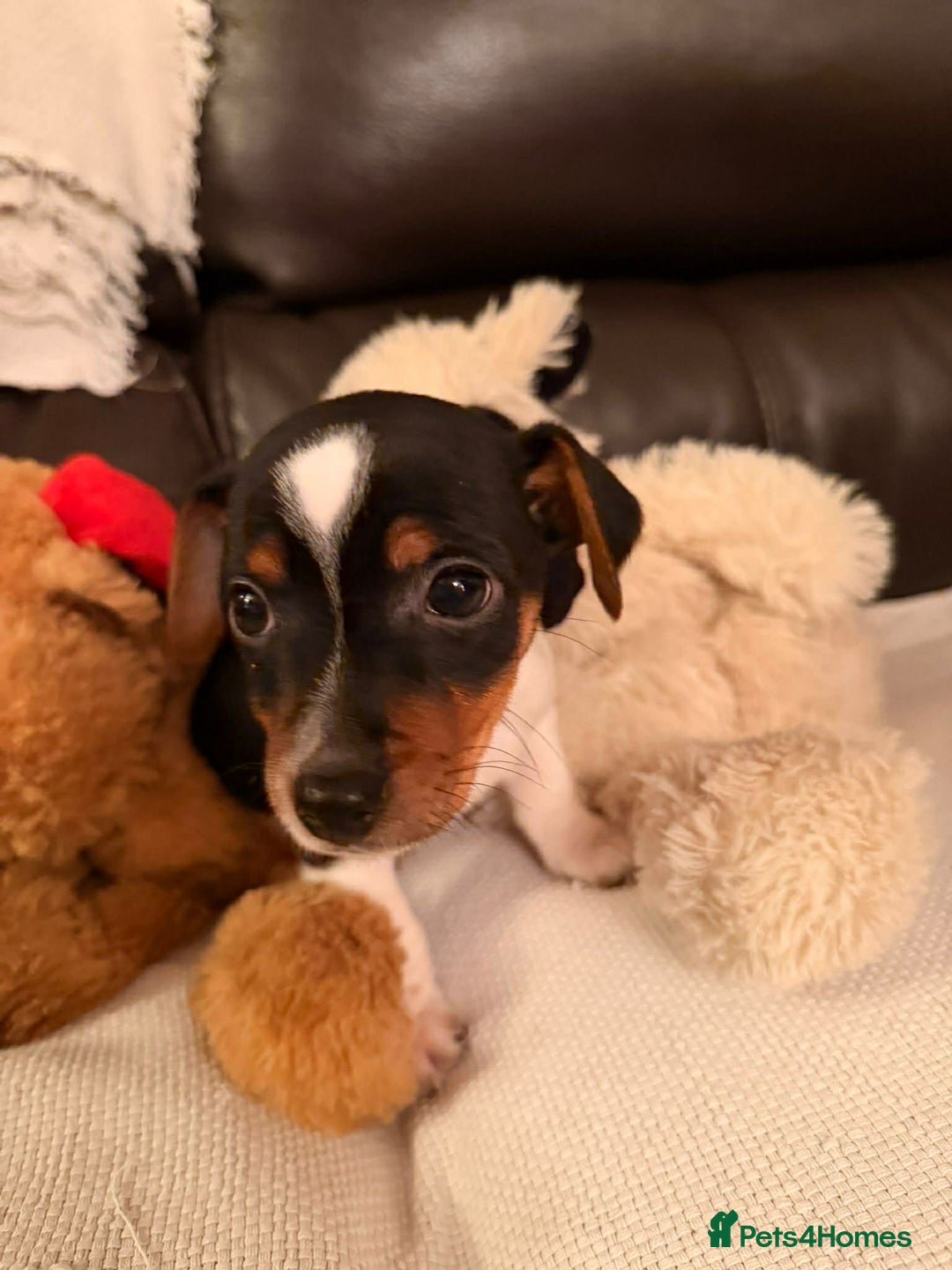 Jack Russell dogs for sale: Adorable Miniature  Jack Russell Pups For Sale - Advert 3