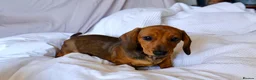 Miniature Dachshund dogs for sale: Ready Now! Happy and healthy puppies - Advert 12