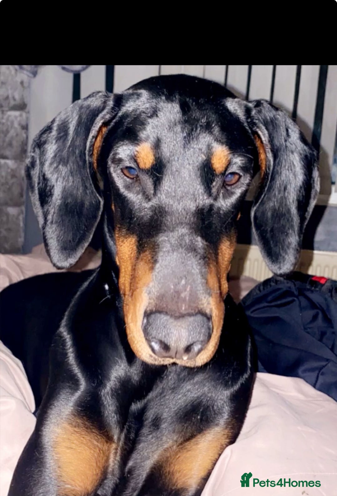 Dobermann dogs for sale: ⭐️DOBERMAN🐾PUPPIES⭐️🐶AVAILABLE🐾MID🐾SEPTEMBER🐶 - Image 2