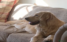 Golden Retriever dogs for sale: One in a million KC Golden Retriever H/Tested!!  - Image 7