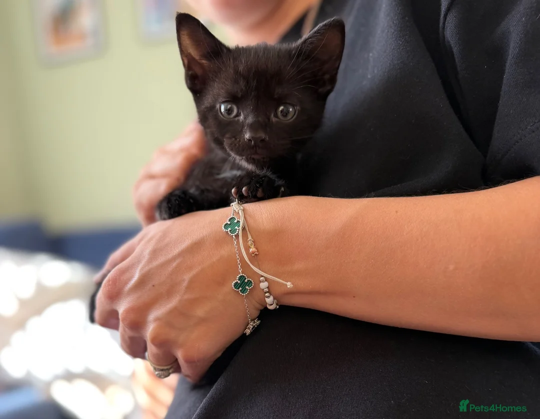 Mixed Breed cats for sale: F r e e kittens 1 male and 2 females  - Advert 6