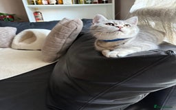 British Shorthair cats for sale: Pure British shorthair kittens for sale  - Image 12