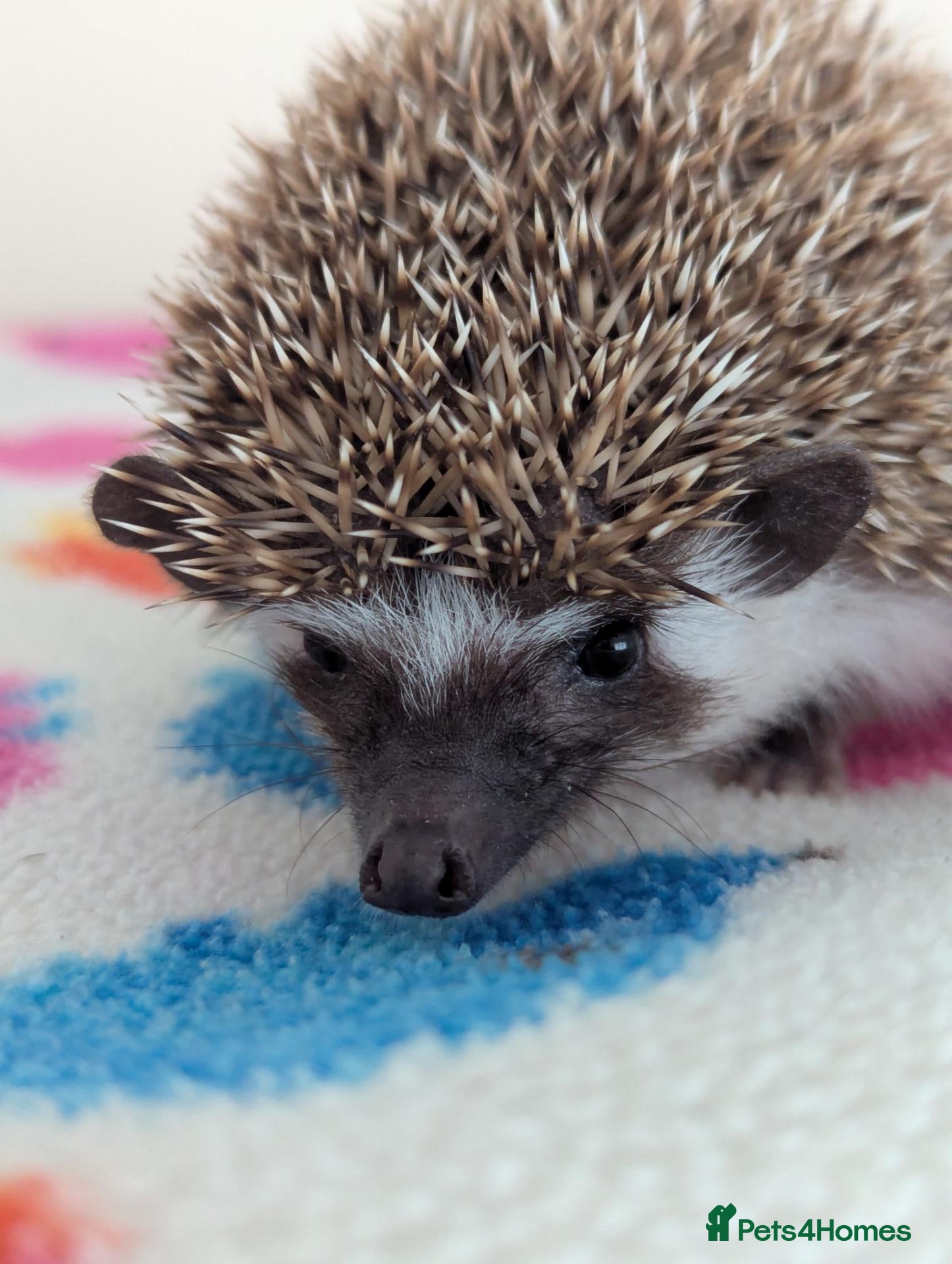 Pygmy Hedgehog rodents Gorgeous Friendly 14 week old 1 Male/1 Female Hogs - Advert 1