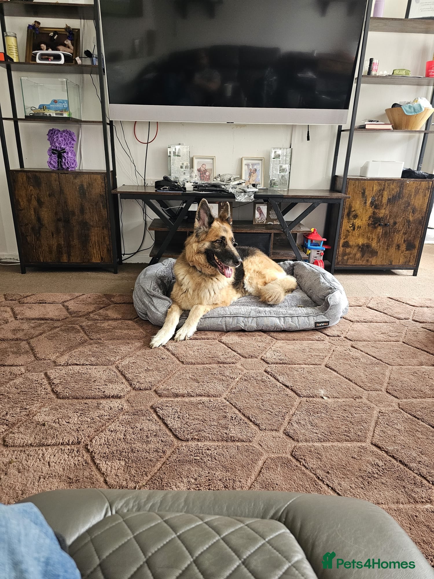 German Shepherd dogs 5 year old Beautiful Female German Shepherd  - Advert 2