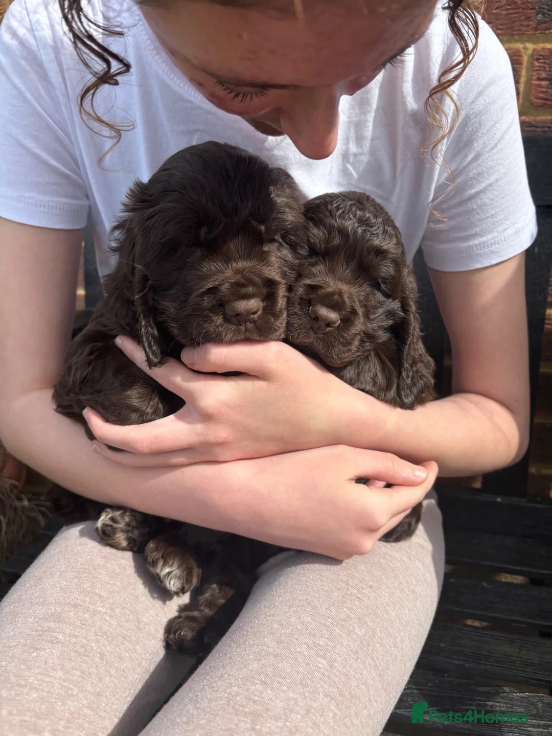 Cocker Spaniel dogs for sale: Beautiful show type cocker spaniel - Advert 1