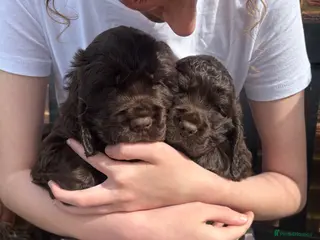 Cocker Spaniel dogs Beautiful show type cocker spaniel - Advert 1