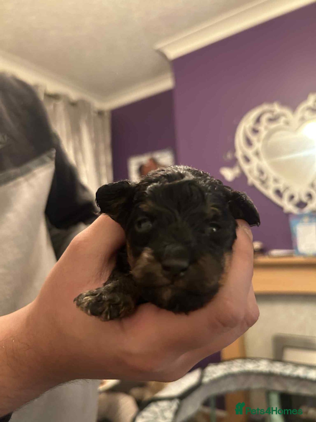 Mixed Breed dogs for sale: Bichon Frise / jackapoo puppies - Image 3