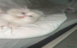 Ragdoll cats for sale: 😍 RARE BLUE LYNX POINT BICOLOR ENTIRE MALE 😍 - Image 16