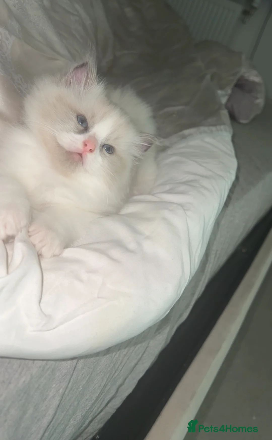 Ragdoll cats for sale: 😍 RARE BLUE LYNX POINT BICOLOR ENTIRE MALE 😍 - Advert 16