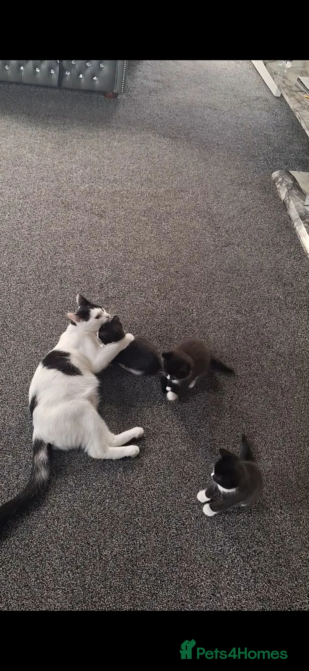 Domestic Shorthair cats for sale: 3 male kittens for sale.  in Blackburn - Advert 5