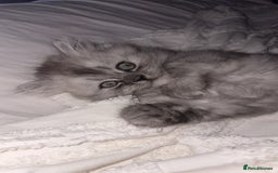 Persian cats for sale: Purrrfect Persians 😻😻😻 - Image 11