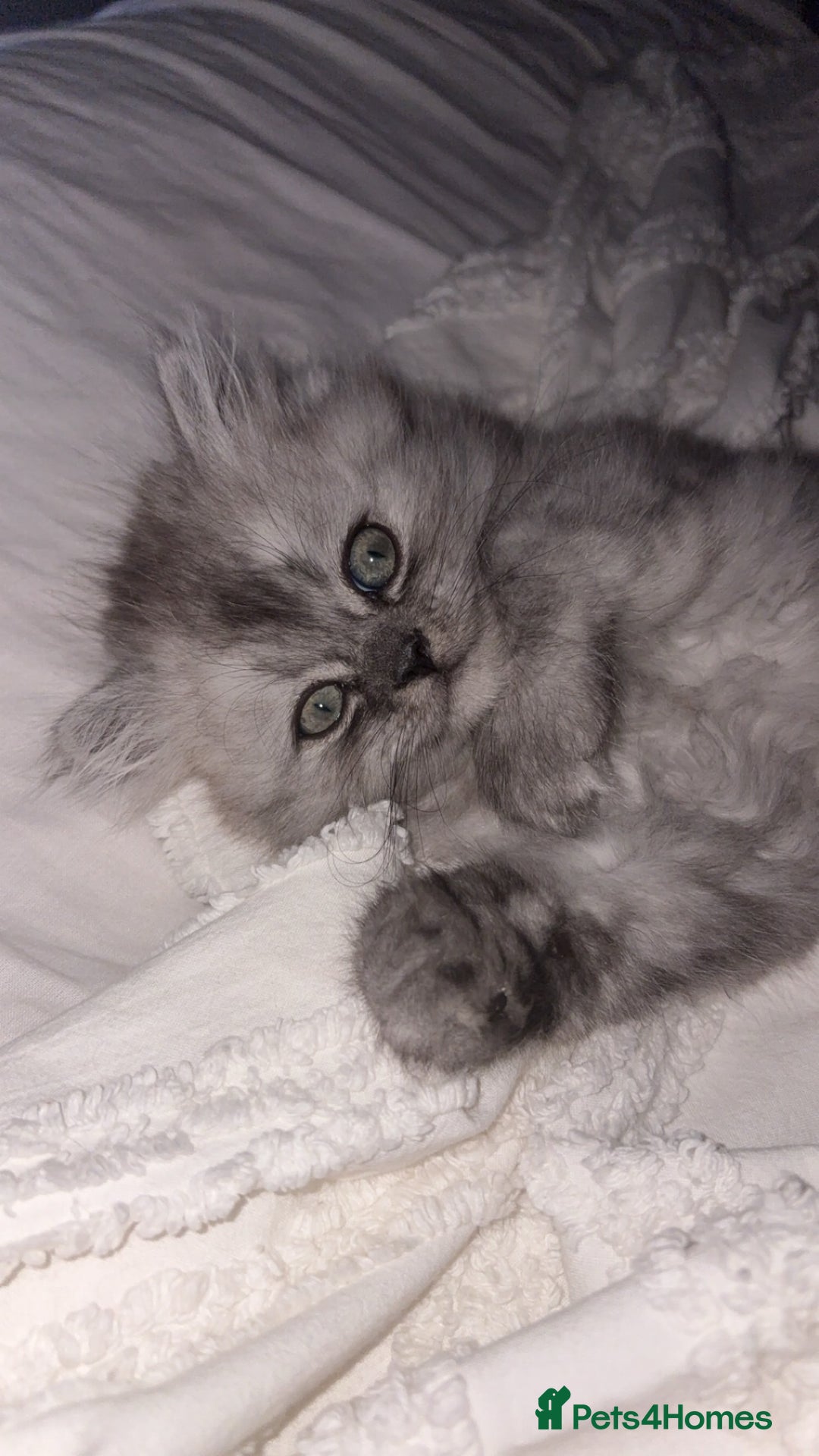 Persian cats for sale: Purrrfect Persians 😻😻😻 - Image 11