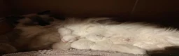 Ragdoll cats for sale: Pedigree Ragdoll Kittens  - Advert 1