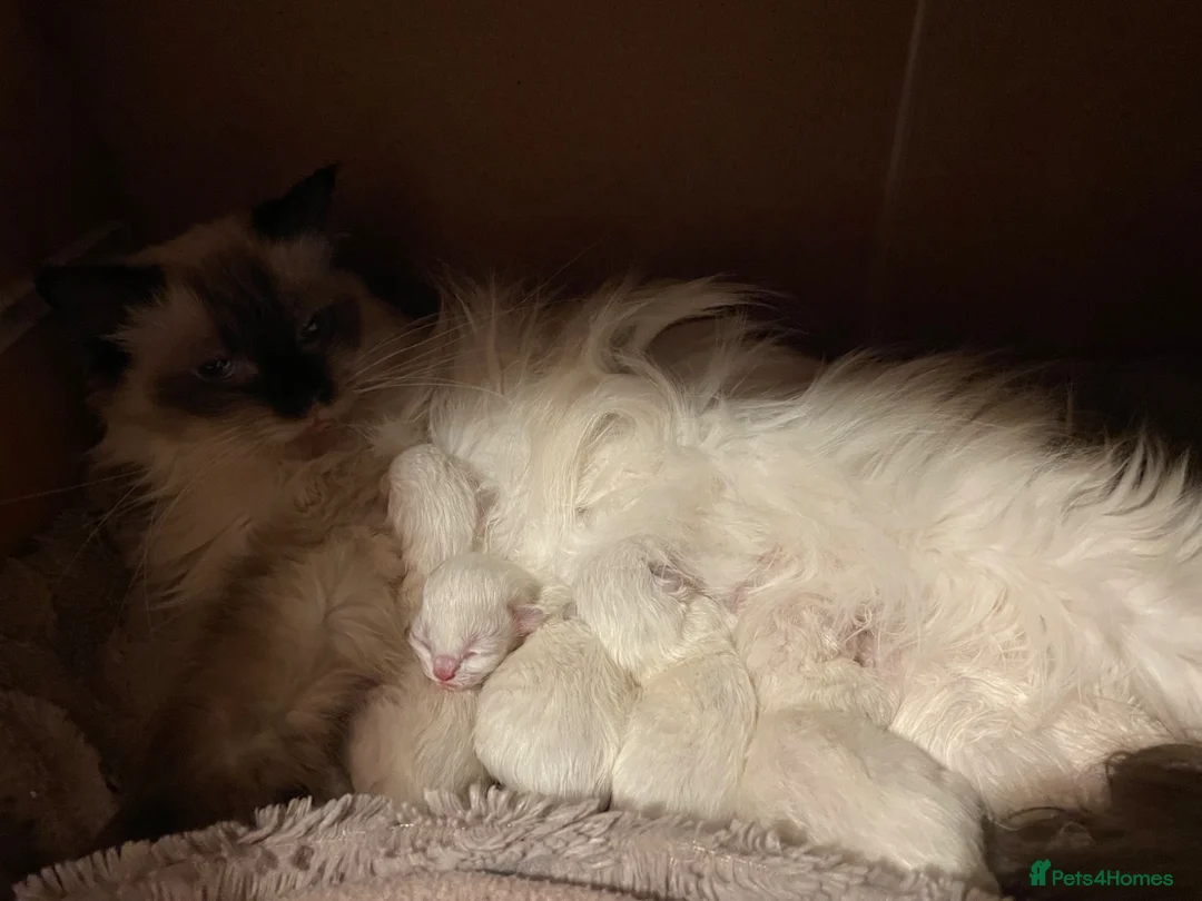 Ragdoll cats for sale: Pedigree Ragdoll Kittens  - Advert 1