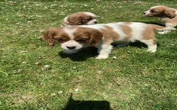 Cavalier King Charles Spaniel dogs for sale: Ready now, cavalier King Charles pups - Image 2