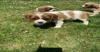 Cavalier King Charles Spaniel dogs - Advert 9