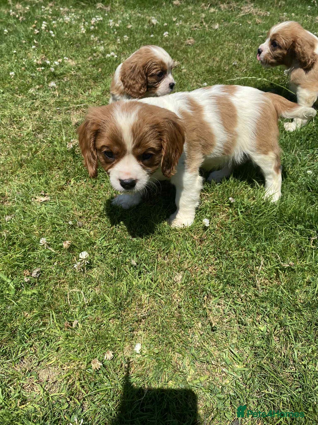 Cavalier King Charles Spaniel dogs for sale: Ready now, cavalier King Charles pups - Image 2