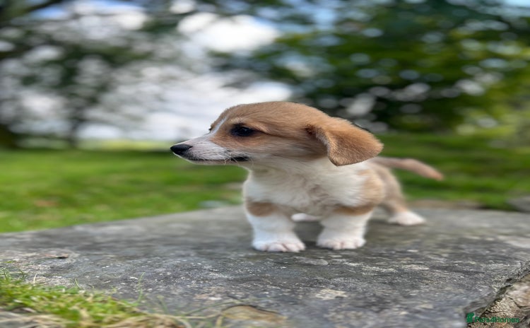 Welsh Corgi Pembroke dogs in Aberystwyth - Advert 1
