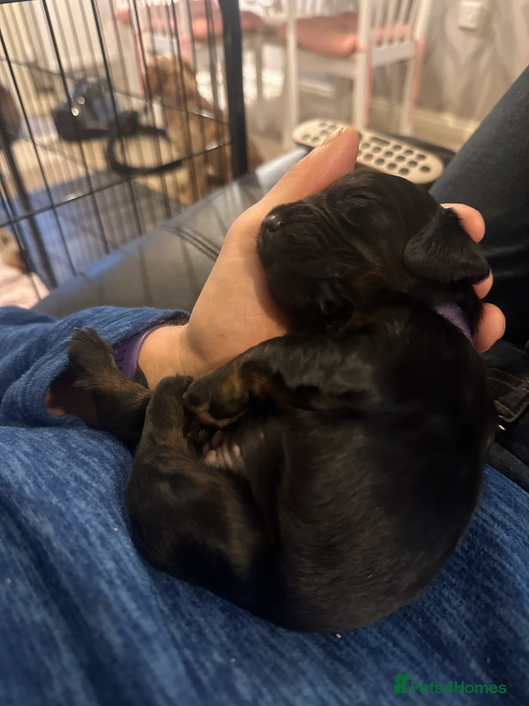 Sprocker dogs for sale: Exceptional home reared sprocker spaniel puppies.  - Advert 19