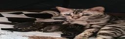 Bengal cats for stud: SILVER BENGAL LOOKING FOR STUD - Advert 4