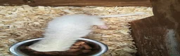 Ferret rodents for sale: 4 white ferrets in Rotherham - Advert 9
